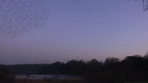 Sunset and flock of birds flying in the evening light England UK 4K Vidéo 147831262