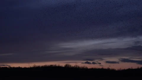 Sunset and flock of birds flying in the evening light England UK 4K Stock Footage 147862707