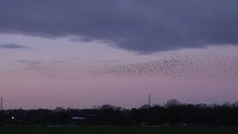 Sunset and flock of birds flying in the evening light England UK 4K Stock Footage 147869716