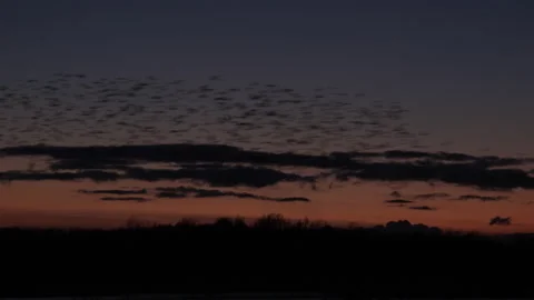 Sunset and flock of birds flying in the evening light England UK 4K Stock Footage 148455048