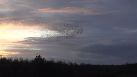 Sunset and flock of starlings flying in the evening light England UK 4K Stock Footage 143292467