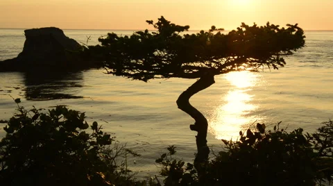 Sunset and gnarled tree, Cape Flattery, Washington Stock Footage 68081819