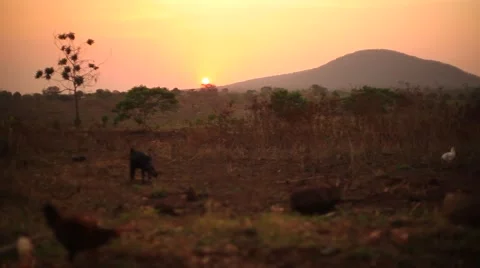 Sunset and goat Uganda Vídeo Stock 50619923