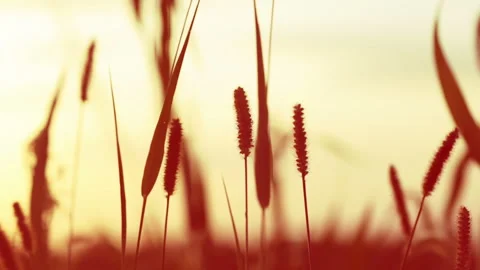 Sunset and grass Stock Footage 106463916