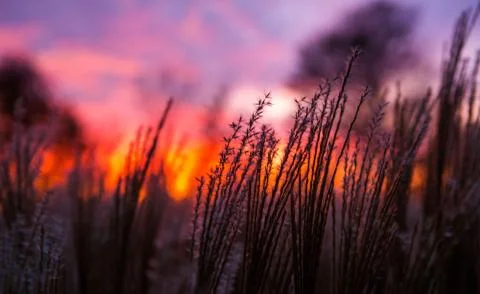 Sunset and grass Stock Photos