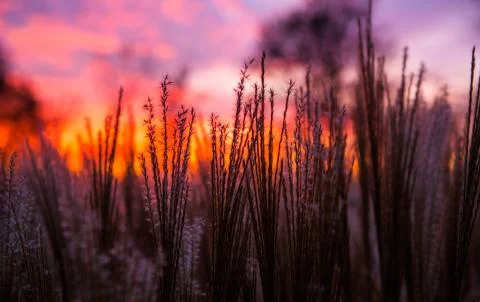 Sunset and grass Stock Photos