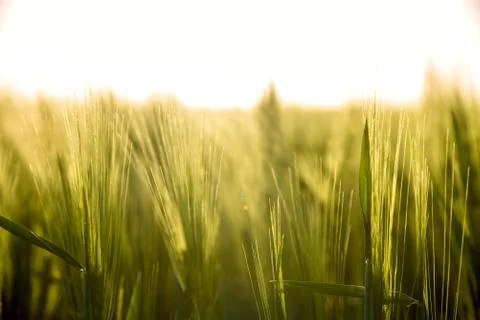Sunset and grass Stock Photos