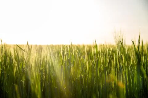 Sunset and grass Stock Photos
