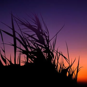 Sunset And Grass Silhouette Stock Illustration