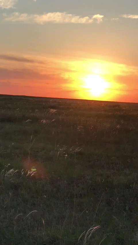 Sunset and horses Stock Footage 160086969
