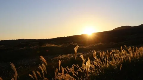 Sunset and Japanese pampas grass (Taketa City, Oita Prefecture, Japan) Stock Footage 337548428