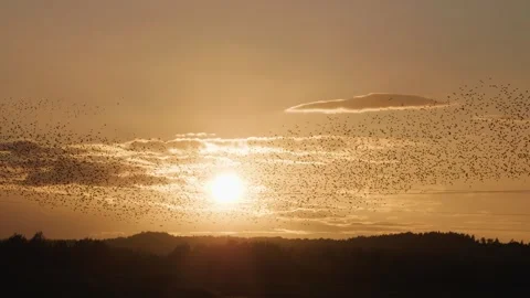 Sunset and large flock of flying starlings. 스톡 동영상 286135774