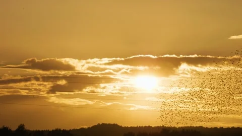 Sunset and large flock of flying starlings against the sun. Stock Footage 286135778