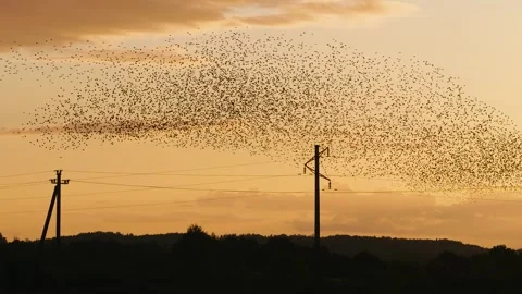 Sunset and large flock of flying starlings. 스톡 동영상 286136098