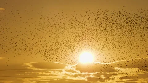 Sunset and large flock of flying starlings against the sun. 스톡 동영상 286136099