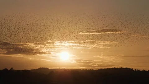 Sunset and large flock of flying starlings. 스톡 동영상 286142727