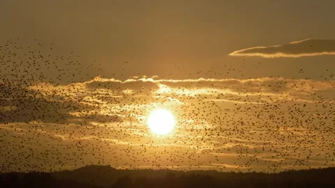 Sunset and large flock of starlings murmuration. Stock Footage 281589092