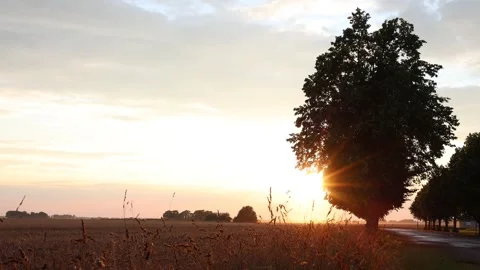 Sunset and large tree. Video stock 315247239