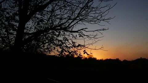 Sunset and leaves of trees Video stock 103938592