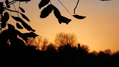 Sunset and leaves of trees Video stock 103939038