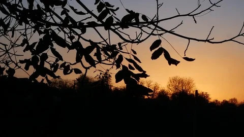 Sunset and leaves of trees Video stock 103939052