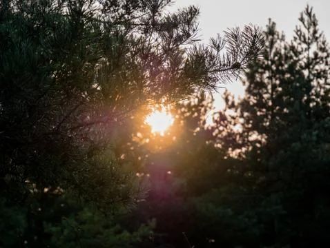 Sunset and leaves of trees Stock Photos