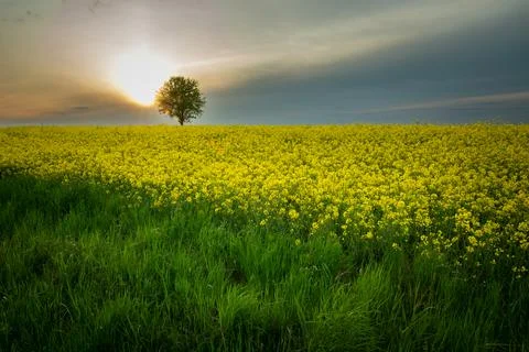 Sunset and a lonely tree growing in a rape field Stock Photos