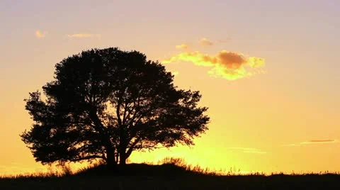 Sunset and lonely tree. Time lapse Stockbeeldmateriaal 11985667
