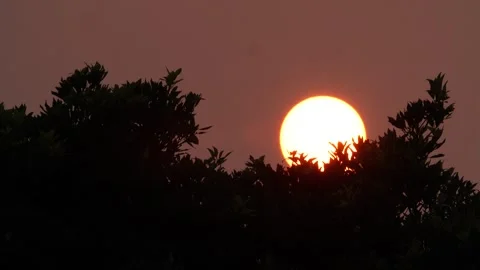 Sunset and Moon in the Forest Stock-Footage 310345198