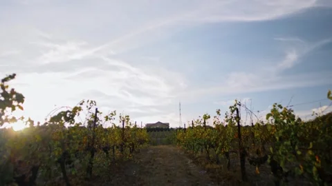 Sunset and the movement of clouds in the sky among a row of vine bushes. Stock Footage 270068927