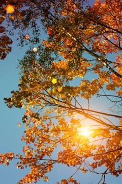 Sunset and oak trees. Sunlight through tree foliage. Yellow, red, green leave Stock Photos