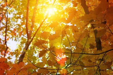 Sunset and oak trees. Sunlight through tree foliage. Yellow, red, green leave Fotos de archivo