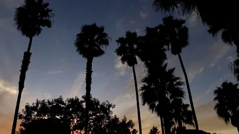 Sunset and palm trees Stock Footage 82473542