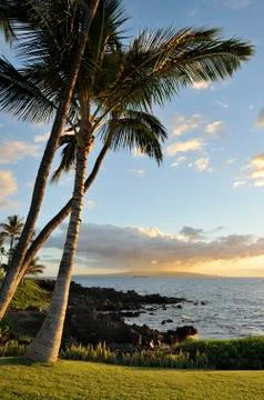 Sunset and palm trees Foto stock