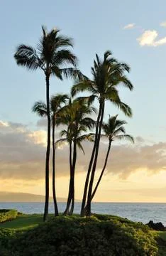 Sunset and palm trees Stock Photos