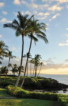 Sunset and palm trees Stock Photos