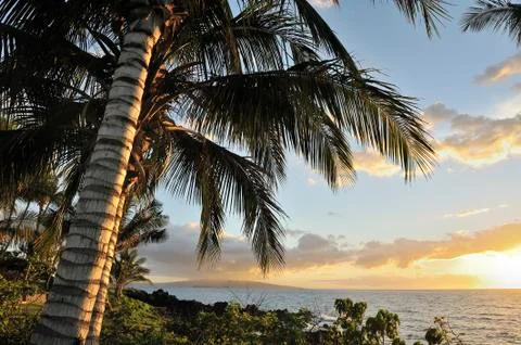 Sunset and palm trees Stock Photos