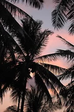 Sunset and palm trees Stock Photos