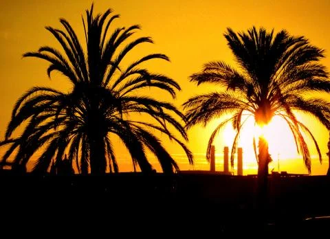 Sunset and palms Stock Photos
