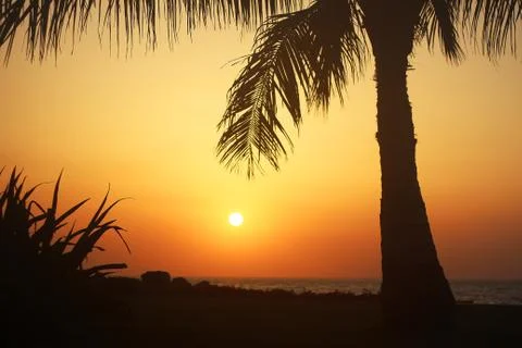 Sunset and palmtree Stock Photos