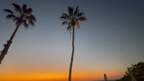 Sunset and palmtrees 2 Stock Footage 236267017