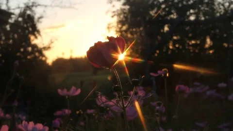 Sunset and physics. Stock Footage