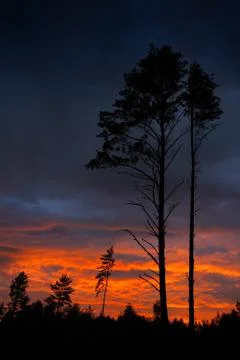 Sunset and pine Stock Photos