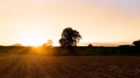 Sunset and rain cloud at the mountains in mandioc plantation 4k Stock Footage 52118067