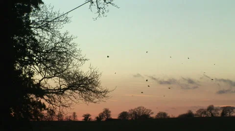 Sunset and rooks gather for roosting in farmland in winter Vidéo 34151054