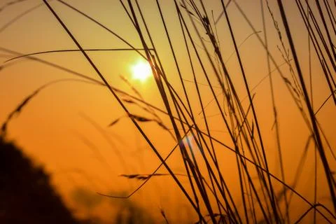 Sunset and rye Stock Photos