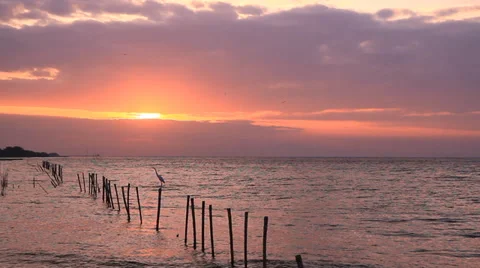 Sunset and  sea gull Stock Footage 30425822