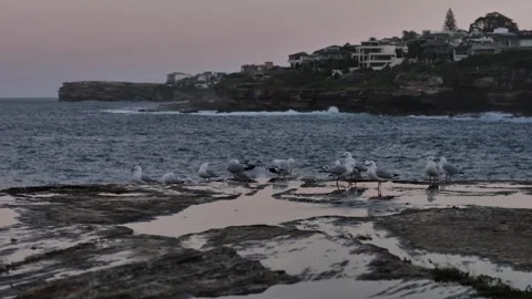 Sunset and seagulls on top of Coogee cliff top slow motion 4K Stock Footage 273121964