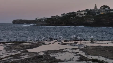Sunset and seagulls on top of Coogee cliff top  4K Stock Footage 273121982