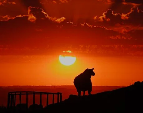 Sunset and sheep. Stock Photos